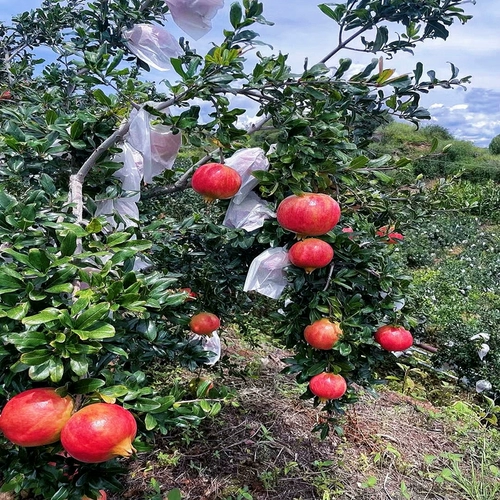 阳洋家 Гидратация красного граната 500 м увлажнение по уходу