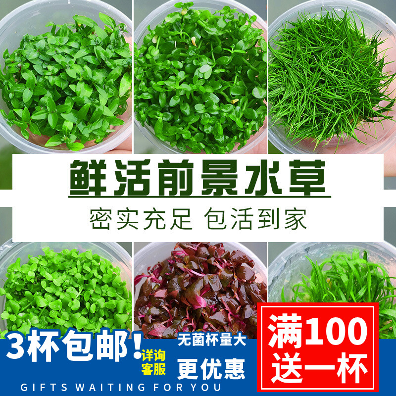 Fish tank live real water plant Landscape plant Novice dwarf pearl Mini cow hair grass Mini blood heart Orchid Sterile cup