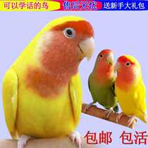 Tiger skin parrot live bird yellow peach green peach talking pet bird live small domestic Xuanfeng bird live