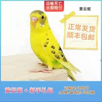 Tiger skin Parrot Bird live bird food can talk hand-raised small baby cage living Xuanfeng pet bird Parrot Cloud spot
