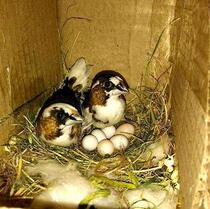 Bird living nanny bird ten sisters Pearl bird live bird pet bird Bird play Bird White Red Eye