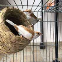 Bird living nanny bird ten sisters Pearl bird live bird pet bird Bird play Bird White Red Eye