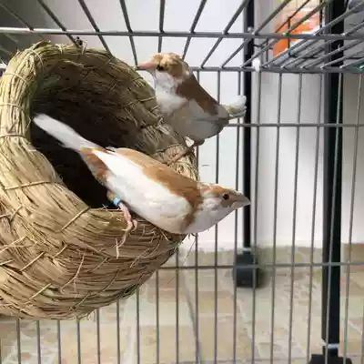 Bird living nanny bird ten sisters Pearl bird live bird pet bird Bird play Bird White Red Eye