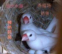 (Send bird food) Watching birds young gray pearls breeding white birds hands playing birds live a pair of pearls