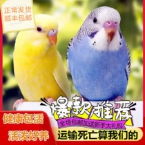 Tiger skin Parrot Bird live bird food talking hand-raised Xuanfeng pet bird Parrot Cloud spot small baby cage living