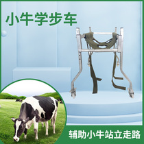 Bull Calf School Walkway Rehabilitation Standing Stand Cattle Calf Paralysis Caravan Calf Learning Step Thickened Reinforcement Breeding Calf School Walkway Car