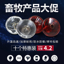 Veterinary heating chicken chicks brooding animal husbandry insulation lamp piglets heating pig adjustable temperature heating bulb