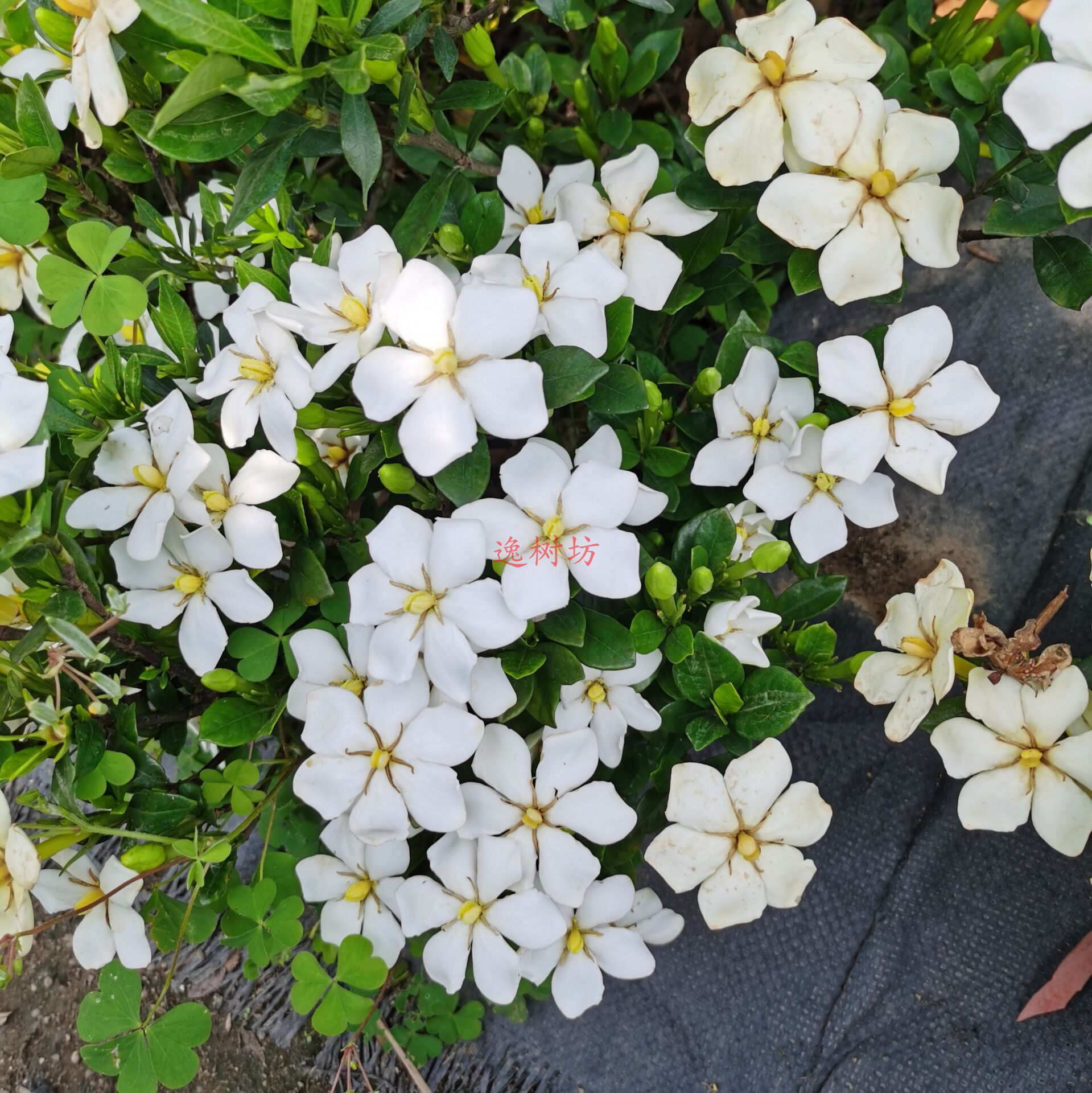 クチナシ 一寸法師 太湖石 小品盆栽 添配 入手困難 太湖石