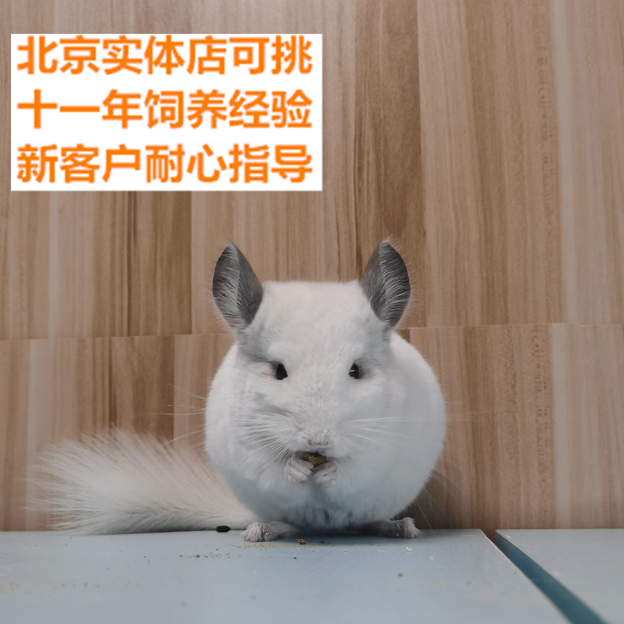 如何在家门口高效挑选健康可爱的宠物？2026年上门选宠全攻略