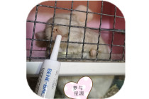 Beijing Eleventh Spring Festival Holiday Daily Totoro Foster Professional Breeding Totoro 10 years independent cabinet cage clean and hygienic