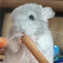 Live totoros own breeding pet cubs can be selected by video in Beijing physical stores can be selected to send cages