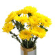 Chrysanthemums, small daisies, flowers, Ping Pong chrysanthemums, Yunnan Kunming base, straight hair, indoor water cultivation, vase flowers, air transport