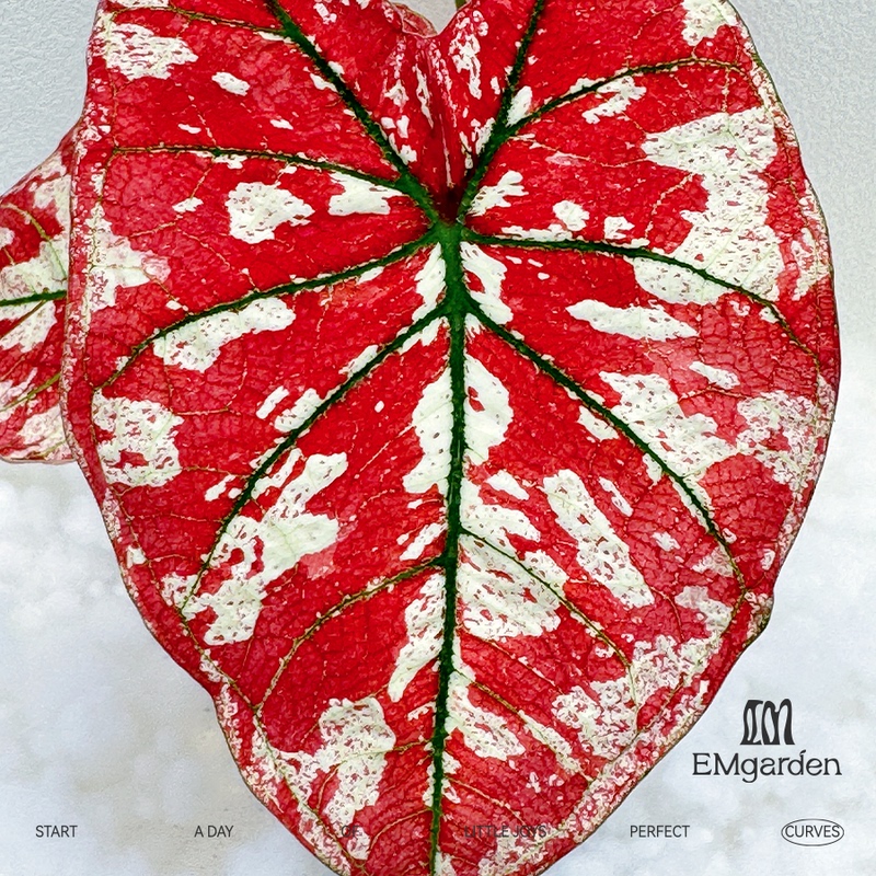 Caladium the Only One in the Universe