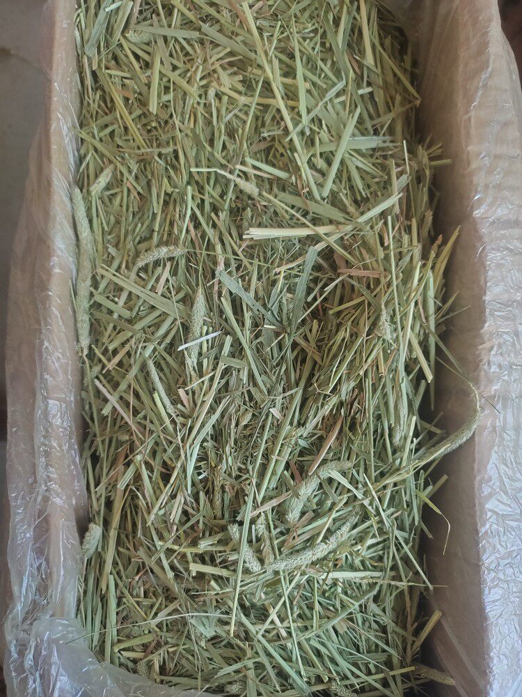 Rabbit grass shop plus sp extra 4 pounds of grass segment short crushed Timothy grass rabbit chinchilla guinea pig a second pressure