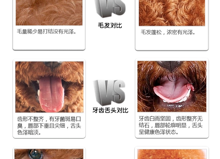 Thức ăn cho chó trả chó con 2,5kg Teddy VIP hơn Xiong Xue Na Rui Jin Mao Satsu loại 5 kg - Chó Staples đồ ăn cho chó poodle