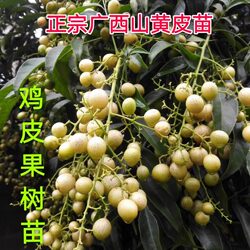 Guangxi Shanhuangpi Grafted Chicken Skin Fruit Seedlings Potted Lingnan Jiaguo Kitchen Aniseed Leaves for Seasoning Free Shipping