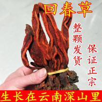 Rejuvenation grass wild 250g Dingtianzhu ageless grass male nourishing wine brewing tea rejuvenation grass