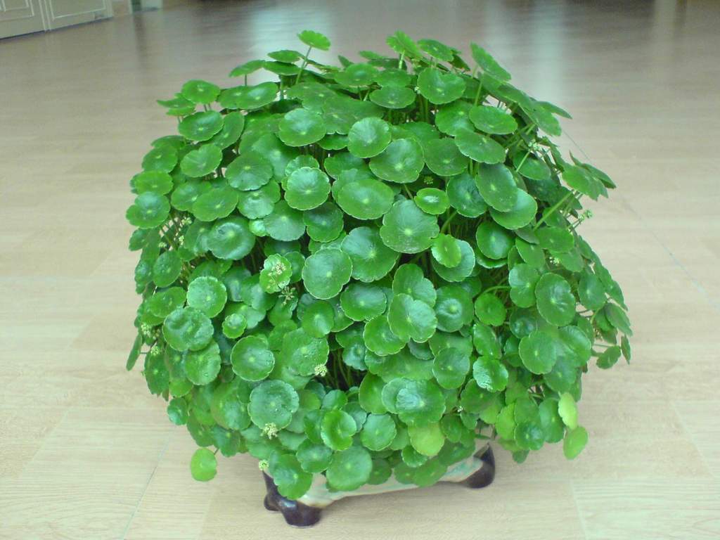 水培植物铜钱草盆栽花卉观叶植物办公室内桌面绿植小包邮