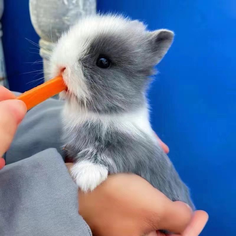 Pet Rabbit living things tea cup grow small not bites mini dwarf dwarf child adoptive cat cat Dutch coeared rabbit living-Taobao