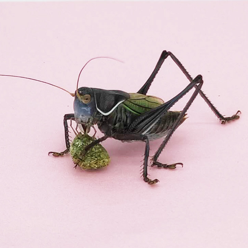 Katydids feed, stubborn feed, homemade professionally cultivated Katydids live feed powder songworm food