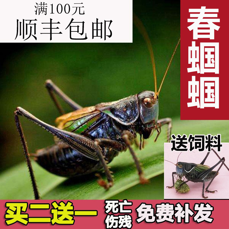 The Grasshopper Tinnitus New Debites of the Giant Iron Sheet Called the Gus Tianjin Green Big belly Jade Pinggu Winter Games
