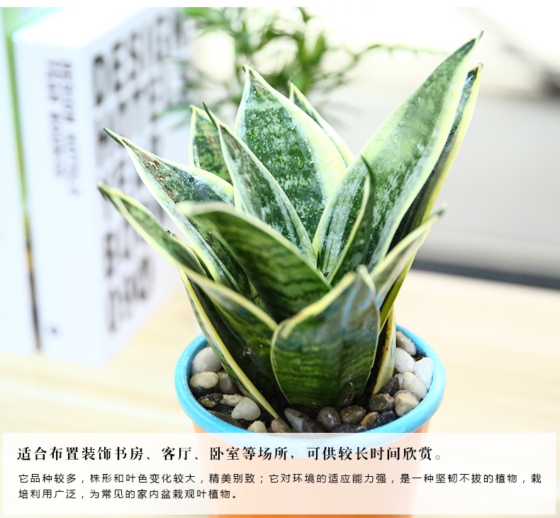 喜艾常春藤虎皮兰带盆栽好绿植小盆栽花卉室内