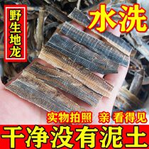 Chinese herbal medicine No earth large earthworm dry earthworm to wear with earthworm string Guangda earthworm 250 gr full open water washed earthworm free grinding