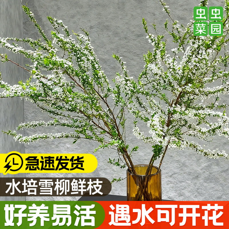 Snow willow fresh branches and dry branches water cultured hydroponic plants