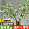 Snow willow fresh branches and dry branches water cultured hydroponic plants