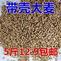Barley northeast barley grain with Shell barley tea raw material sprouting seedling juice barley grass maltose brewing feed