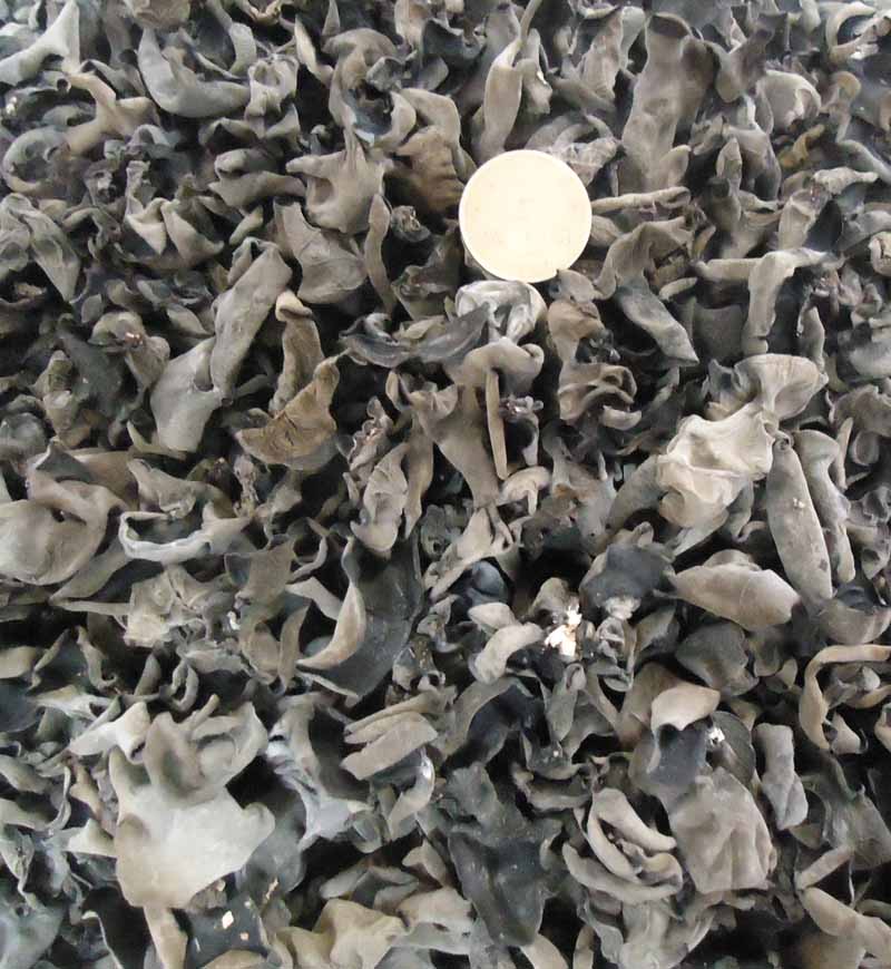 Northeast autumn fungus bulk 250g half catty Heilongjiang Jixi black fungus base