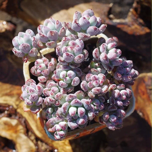 № 3 Ссылки полны 19,9 БЕСПЛАТНАЯ ДОСТАВКА БУТИКА СОКОКОВАНСКА