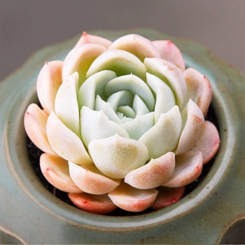 № 3 Ссылки полны 19,9 БЕСПЛАТНАЯ ДОСТАВКА БУТИКА СОКОКОВАНСКА