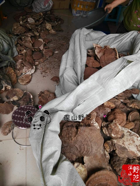 Wild flat cover Lucid Lucid Lingzhi 500g Bulk Unionized pure wild Free Sliced Powder