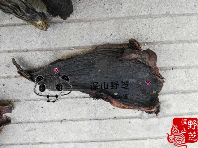 Yunnan wild black tiger palm fungus jujube forsychidae flesh tooth fungus natural wild 500G bulk production direct sales