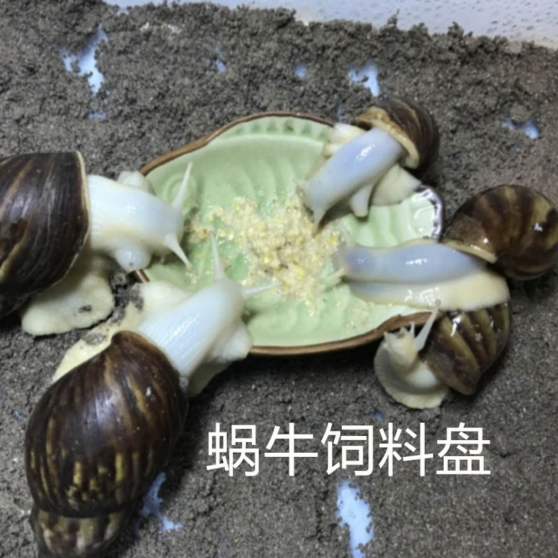Snail Dish Snail Bowl White Jade Snail Food Bowl Eating Bowls Snail Dishes Snail Dish pets Eating Bowls of Dish Food Dish