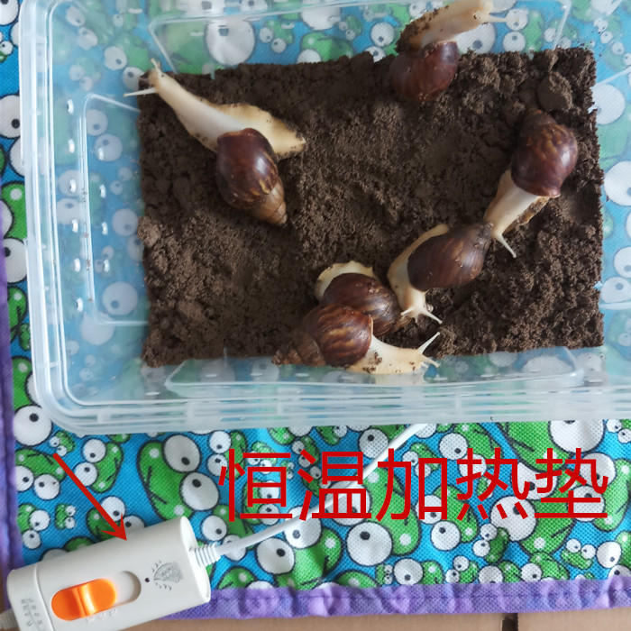 Animal Heating Pad Snail Heater Thermostat Heating Pad Heating Pad Electric Heating Thermostat