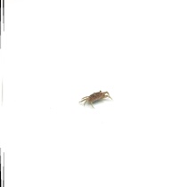 Freshwater Small Sand Crab Mini Crab Deep Water Crab Non Chili Crab Other Phase Hands Crab Pet Crab Ornamental Crab Land Crab