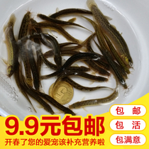 Northeast Clay Loach Fry Feed Seedling Taiwan Small Clay Loach Native Live Circular Loach Fry Live Raft Fishing Body For Breeding Seedlings
