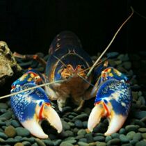 Watch Shrimp Cooked Shrimp Indonesia Shrimp Volcano Disruptors Interstellar Sky Blue Devil Freshwater Shrimp Living Shrimp Water Family Pet Shrimp