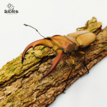 Taiwan Chicken Crown Slim Fit Beetle Beetle Beetle Chia Flower Gold Tortoise Beetle Beetle Pet Birthday Present