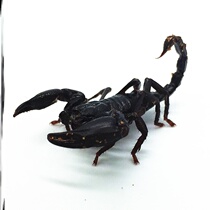Mega Individual Pet Rainforest Scorpion Heterotype Winshun New Hand Variety Good Raising Office Pet 2-16CM