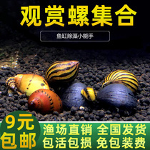 Black Diamond Screw Cap Snail Honeybee Angle Snail Gold Snail Ornamental Snail Tool Removing Algae Cleansing Snail Mystic Snail Pet Snail