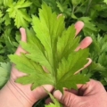 蕲妙堂