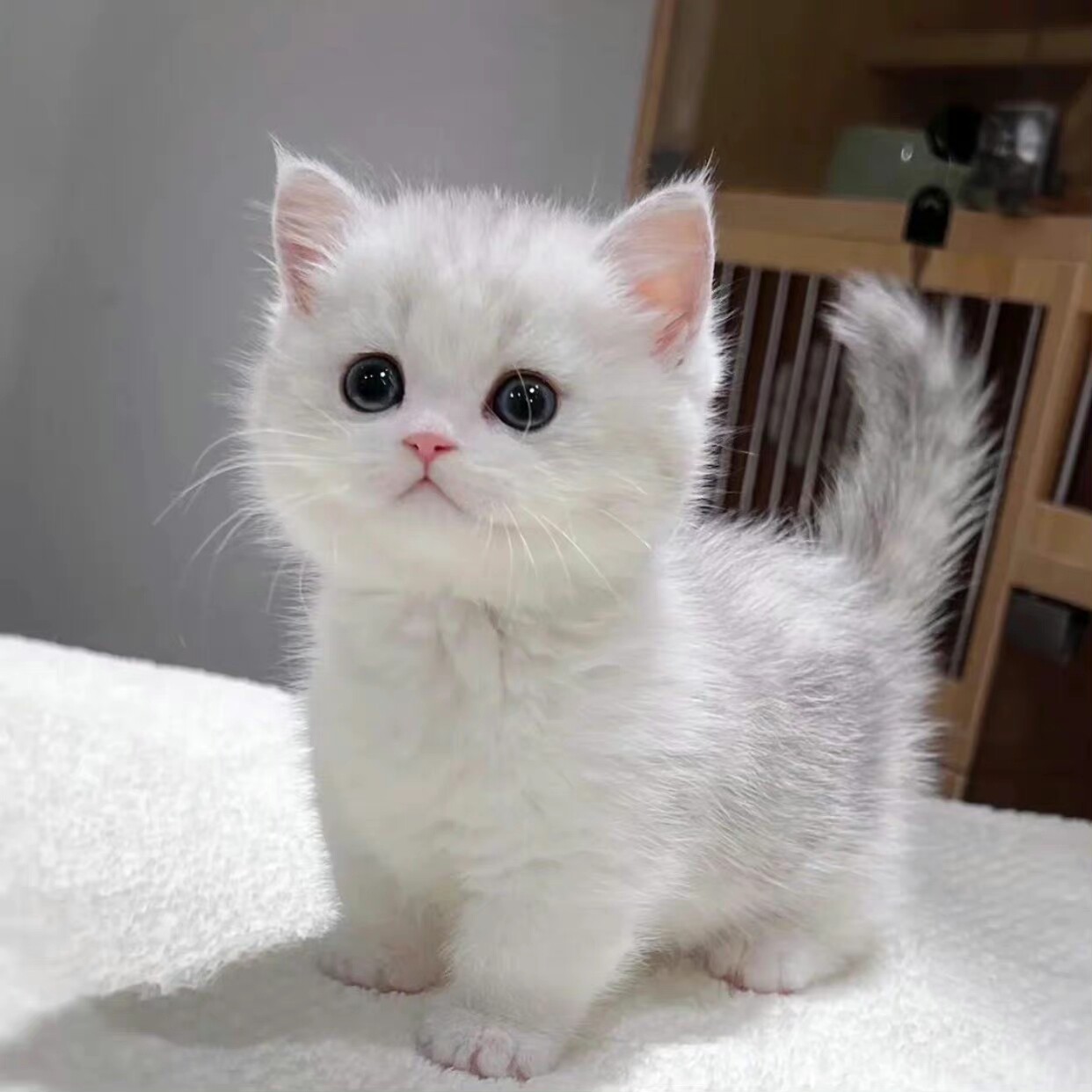 木薯猫砂实测|铲屎官的幸福感,从选对一袋砂开始