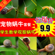 Student Teaching Special Snail Pet Snail White Jade Snail Wild Snail Gray Bar Snail Giant Snail Living Body