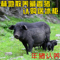 At the beginning of the egg forest the Tibetan pig was raised for more than 14 months.