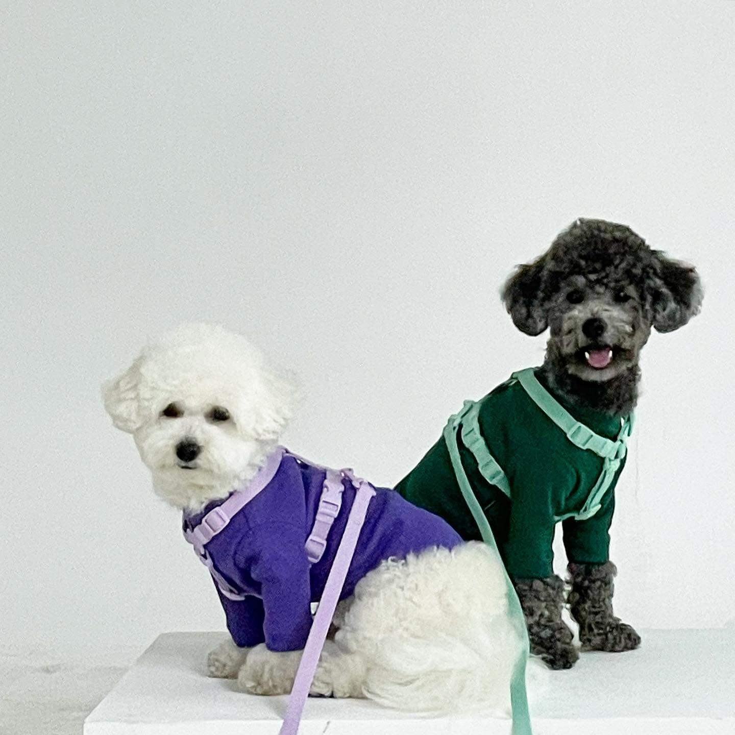 Item ring traction chest back inherent Korean import designer small dog kitty walking dog out petisan