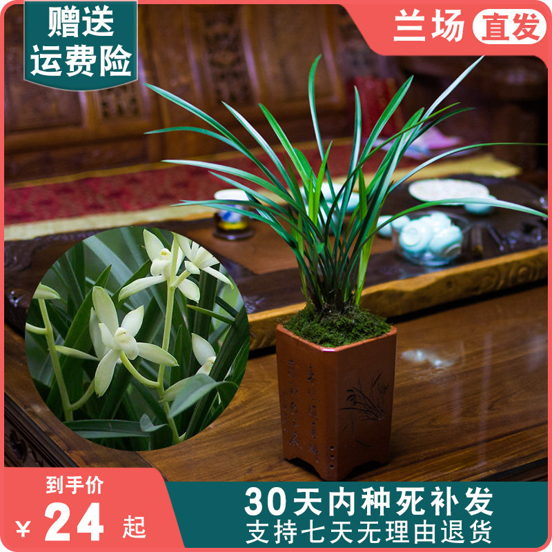 兰花草建兰国色天香盆栽植物国兰兰花苗带花苞四季兰大众国兰场