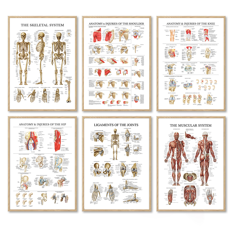 English Human Skeletal Muscle Diagram Decorative Painting Physical Therapy Rehabilitation Center Background Wall Painting Sports Medicine Hanging Painting